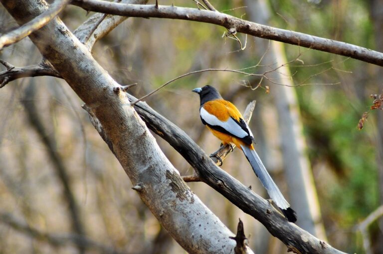 golden triangle tour with ranthambore
