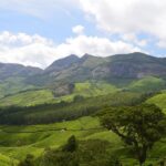Kochi Munnar Periyar Allepey Kovalam 8 Days Tour
