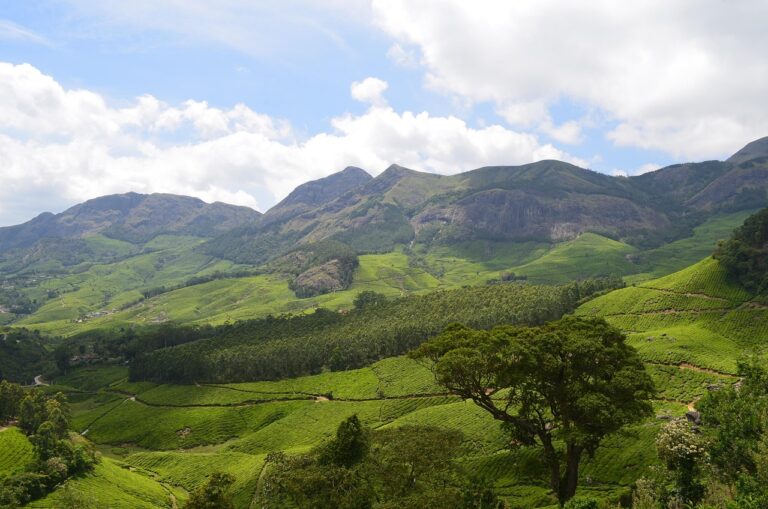 Kochi Munnar Periyar Allepey Kovalam 8 Days Tour